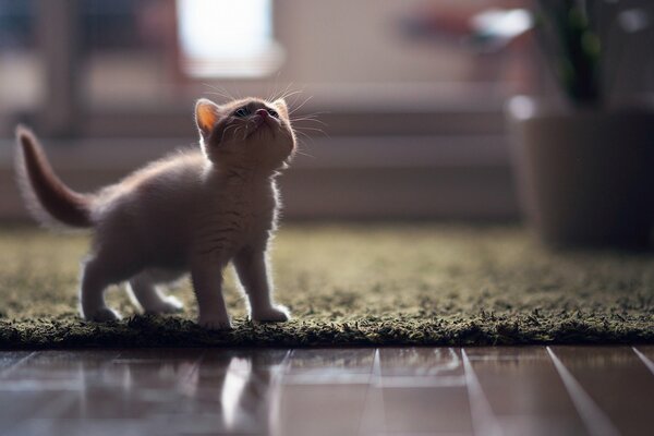 Chaton sur la pelouse regarde vers le haut