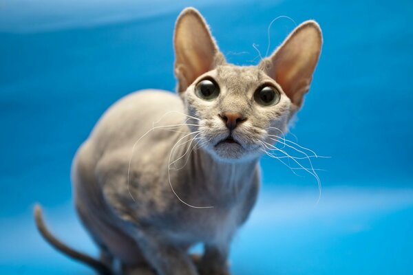 The look of a bald sphinx cat