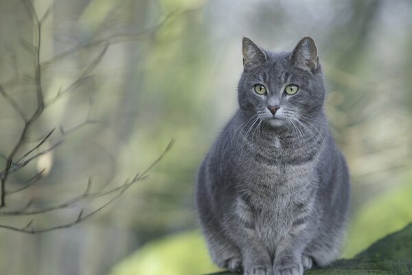 Chat gris avec un regard attentif