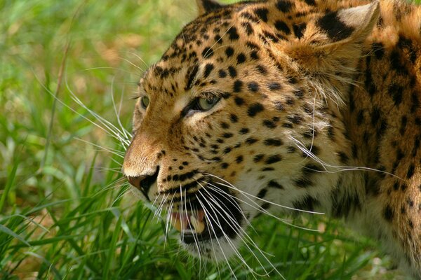 Leopard se met en colère et grésille en ouvrant sa bouche