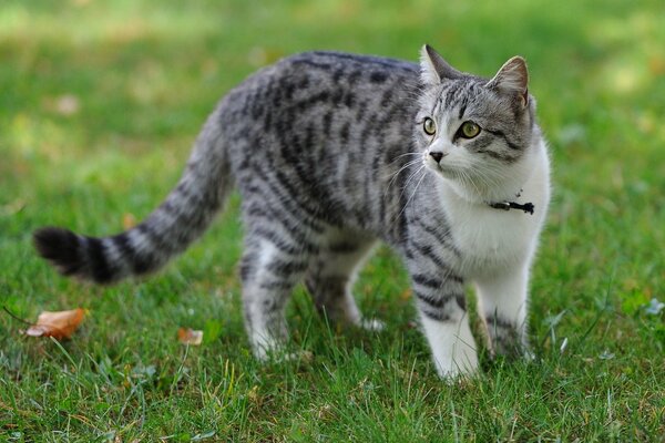 Katze geht auf dem grünen Gras spazieren