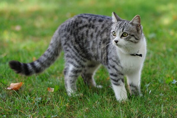 Chat marche sur l herbe verte