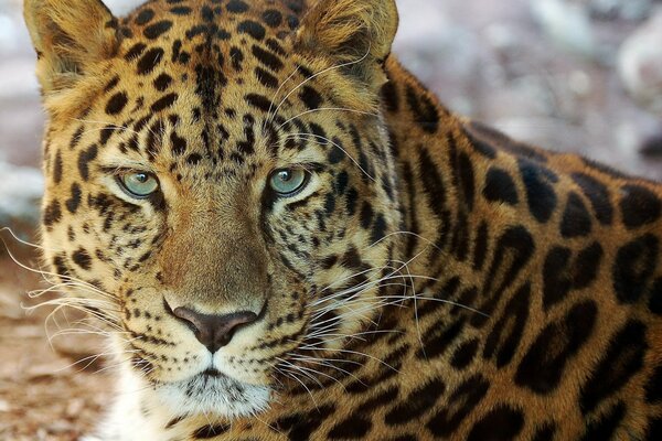 Porträt eines schönen Leoparden mit ausdrucksstarken Augen