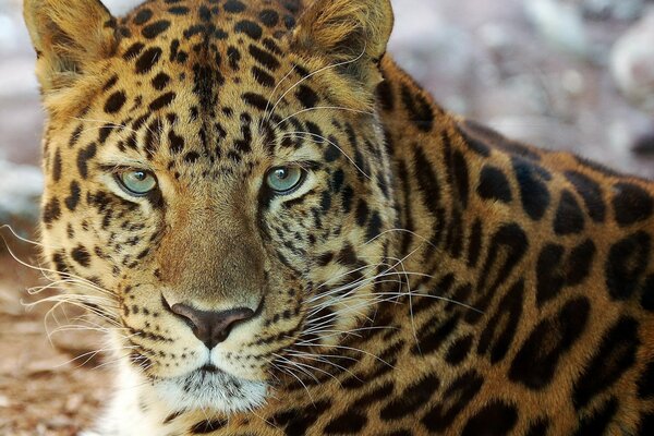 Retrato de un hermoso leopardo con ojos expresivos