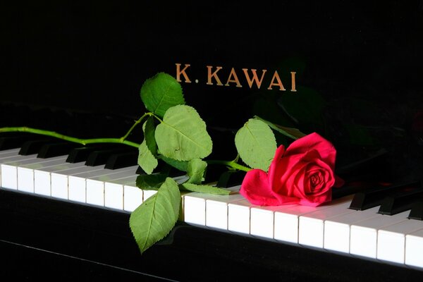 Rosa si trova sul tasto del pianoforte