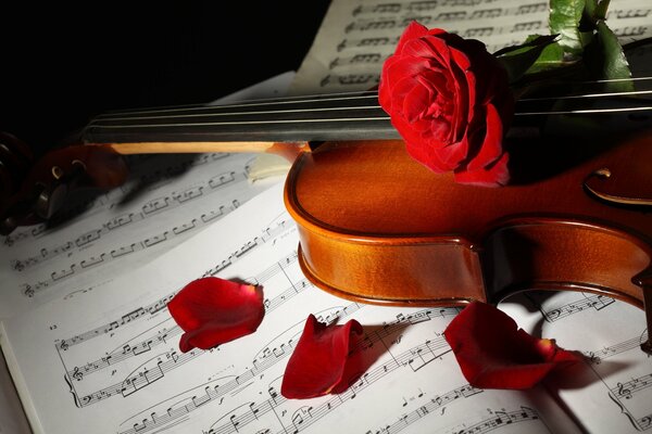 Violin and rose on a music notebook