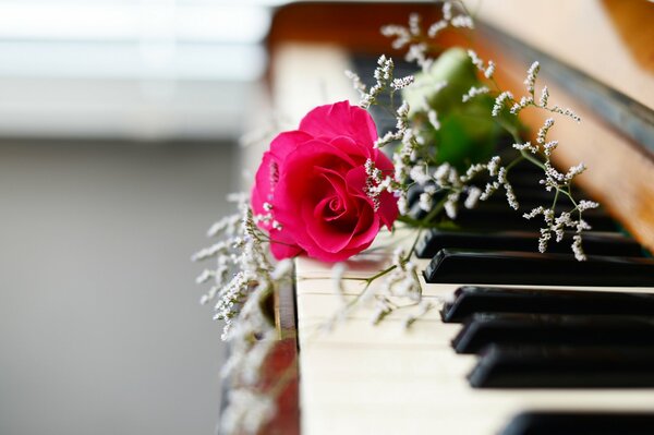 A pink rose is lying on the piano