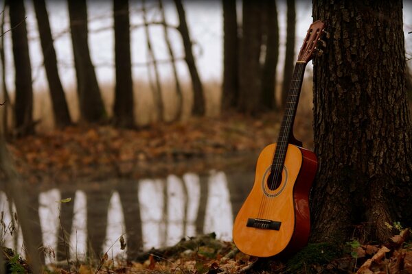 There is a guitar near a tree