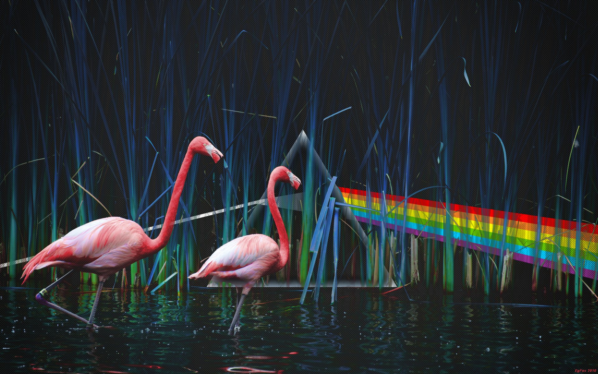 pink floyd dunkle seite des mondes rosa floyd teich flamingo lichtdispersion