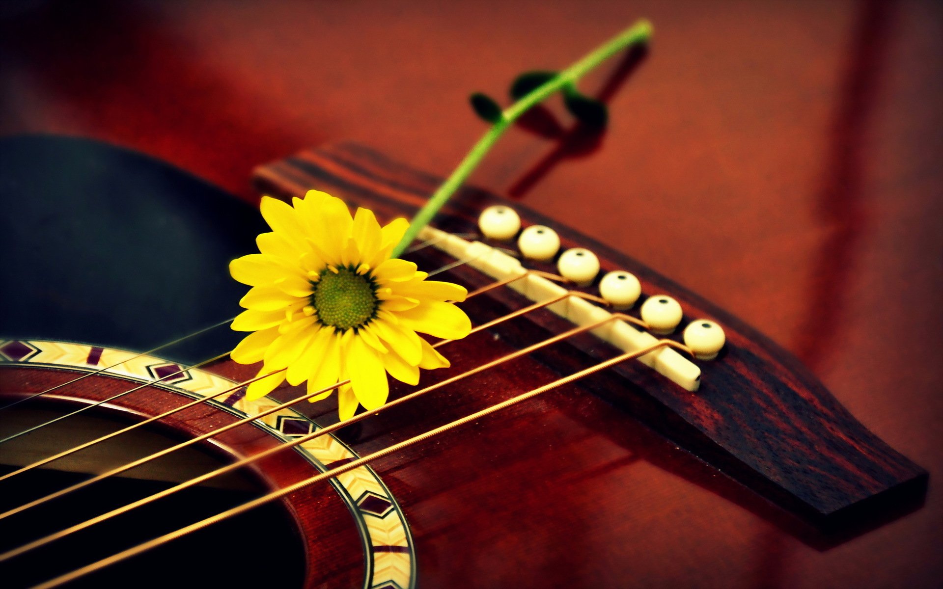 Гитара на фоне цветов