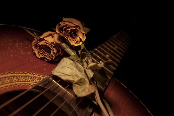 Two faded roses on guitar