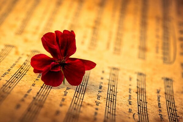 Red flower on a sheet with notes