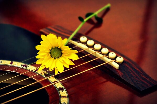 Macro photo of a flower on the strings of a red guitar