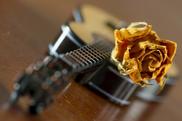 Chitarra con una rosa nelle corde