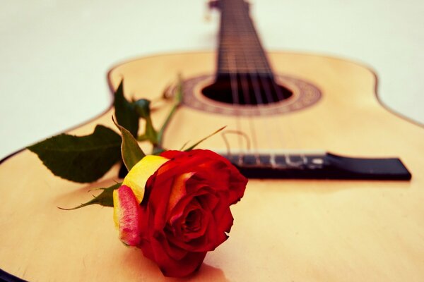 There is a yellow and red rose on the guitar