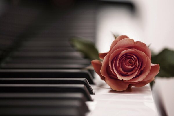 Rosa roja en las teclas del piano