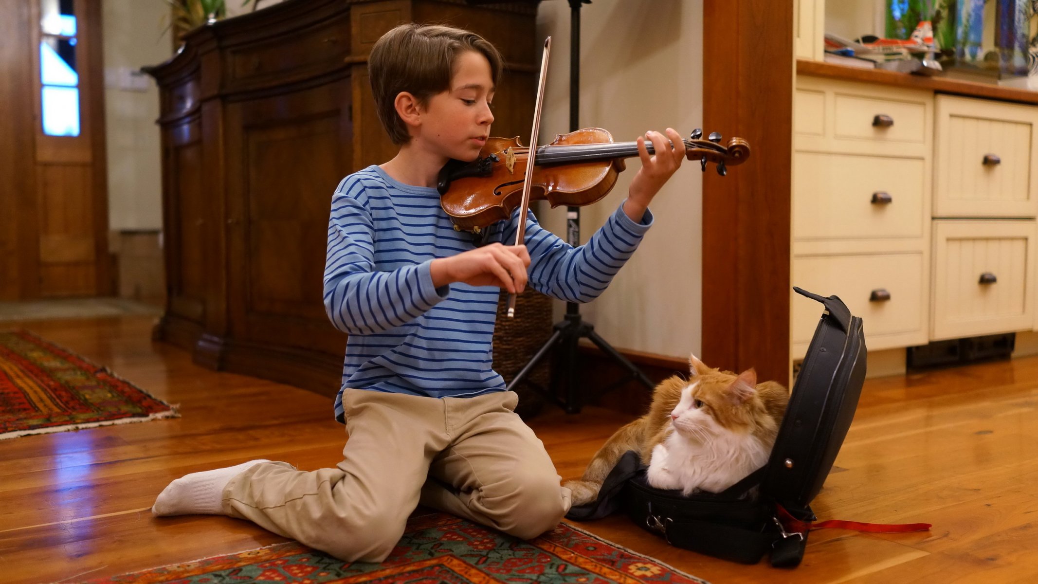 malamute chat ami violon musique humeur