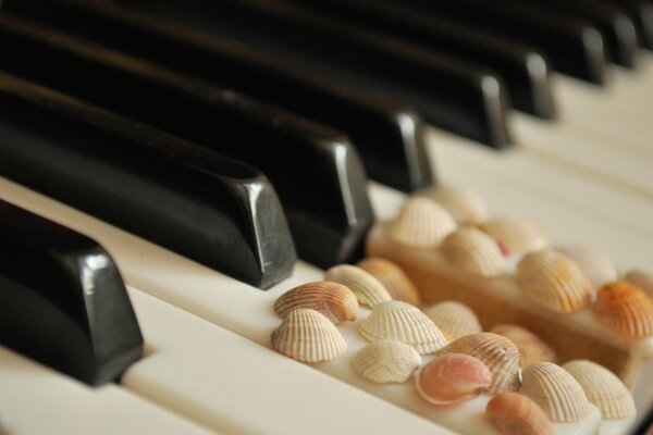 En las teclas de piano blanco y negro conchas