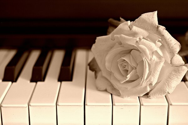 Bella foto di pianoforte con rosa