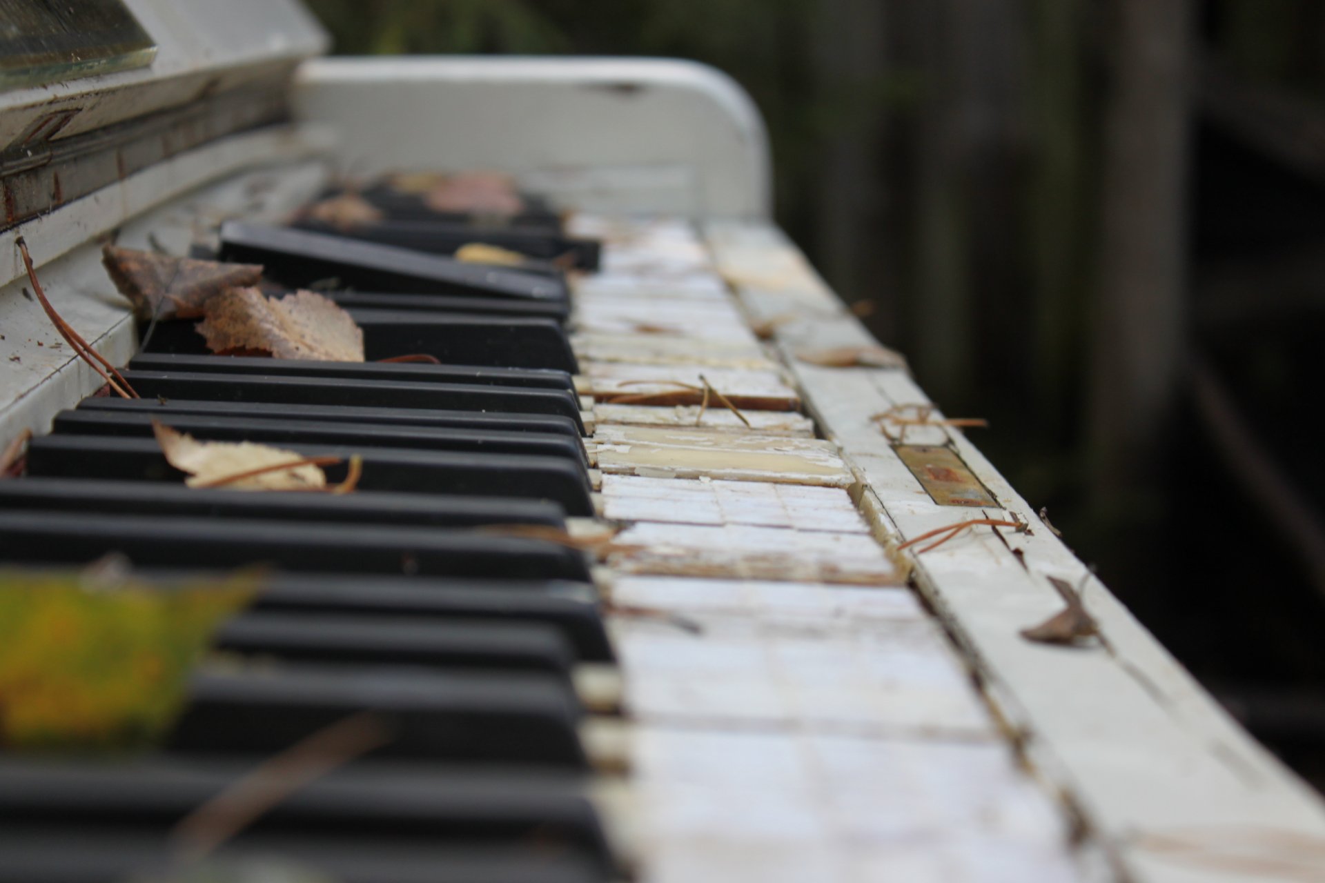 foto teclas piano viejo roto hojas otoño macro instrumento musical