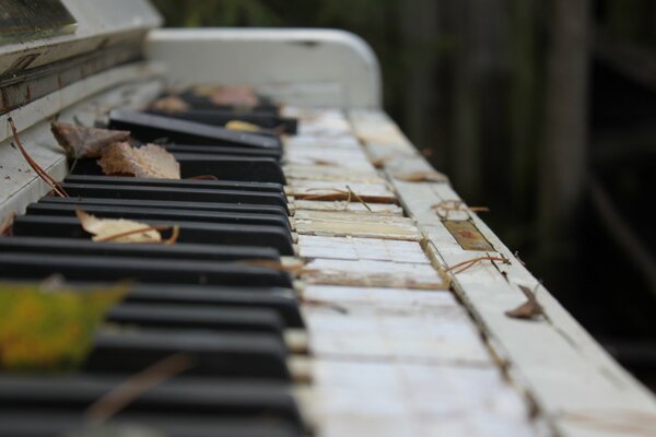 Leaves on the piano key in nature