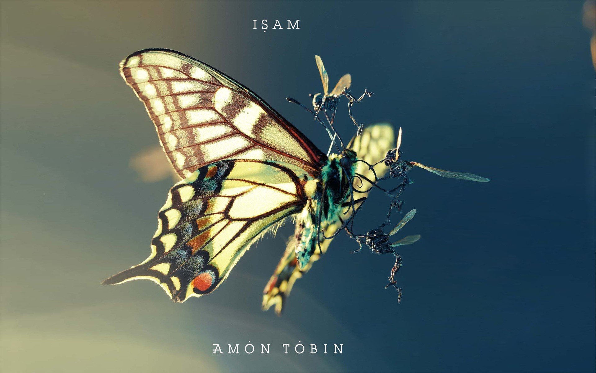 falena insetti lotta amon tobin