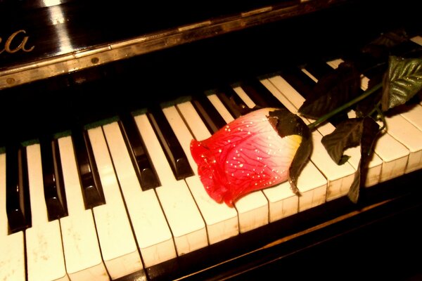 Beautiful photo of a piano with a rose