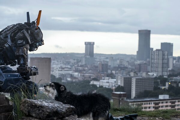 Robot o imieniu Chappie z psem na tle miasta