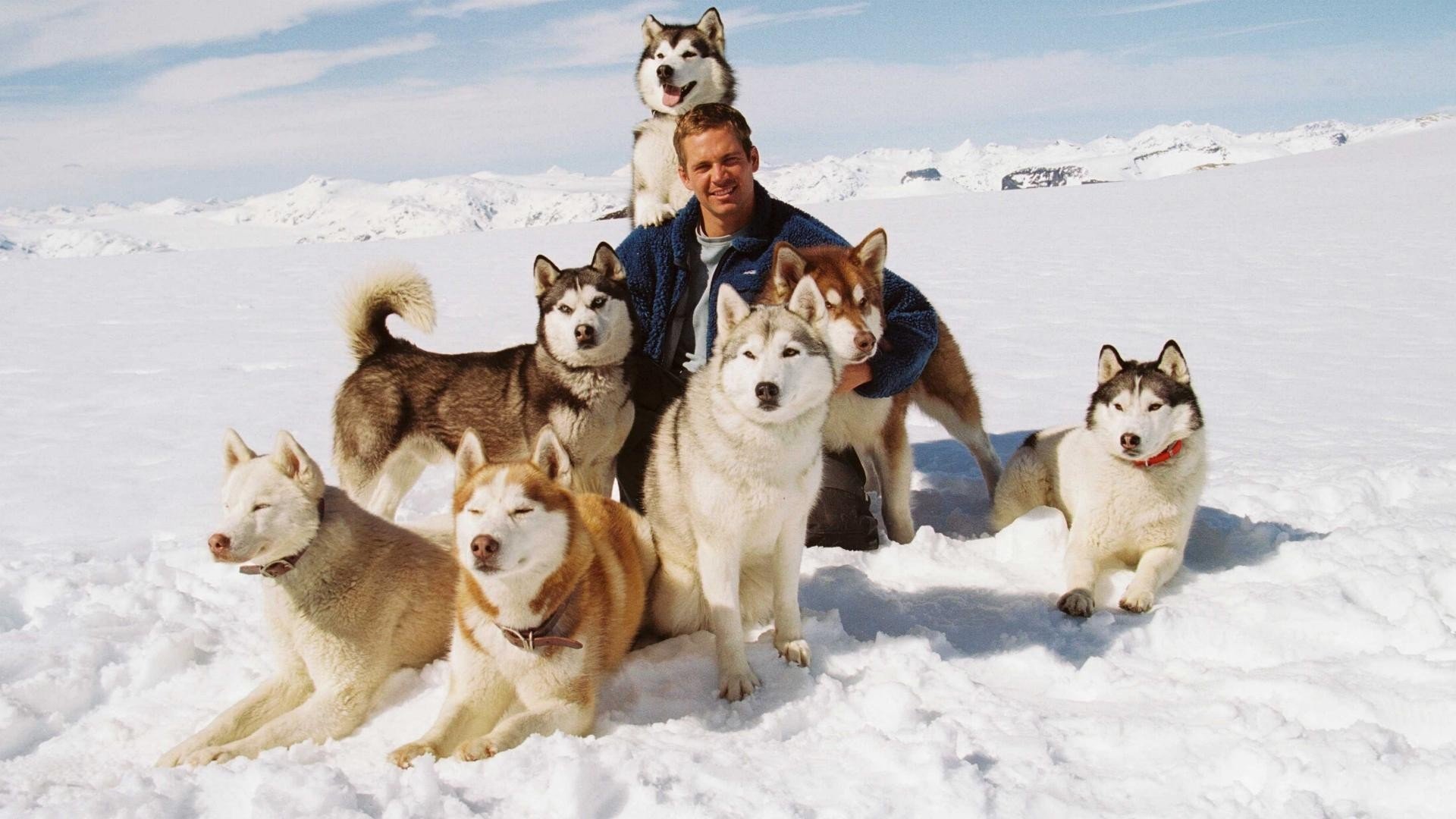 белый плен eight below пол уокер макс майя шорти джек дьюи труман бак шедоу