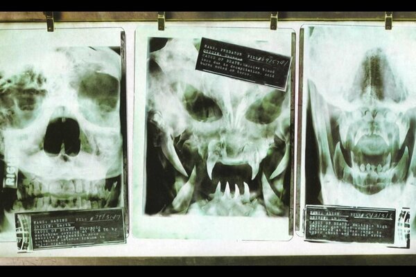 Zdjęcia rentgenowskie człowieka, obcego i psa z tabliczkami