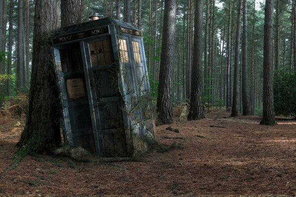 Cabina telefónica azul de la TARDIS en un bosque de pinos