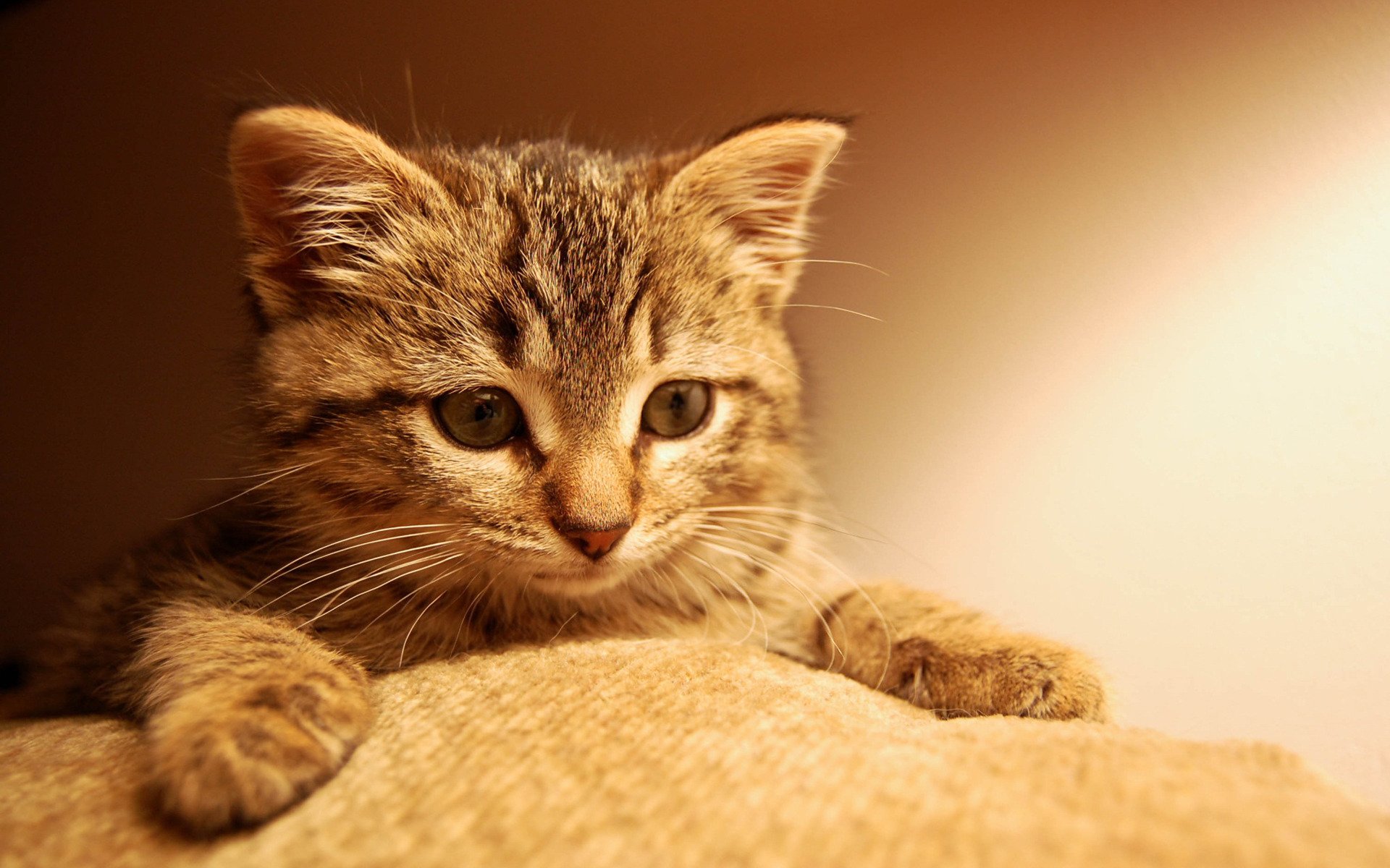 chat chaton museau pattes yeux regard