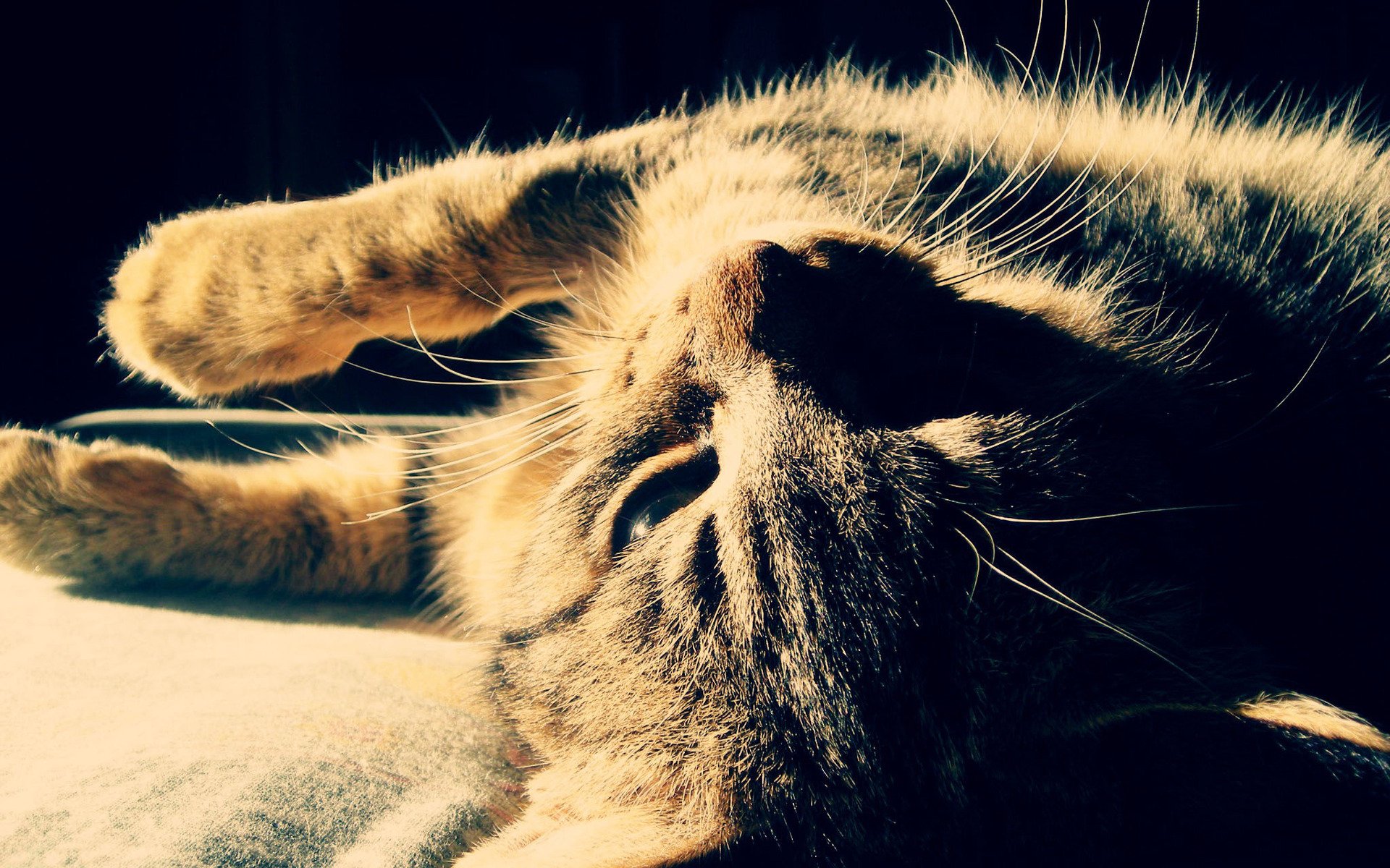 cat kitten striped close-up