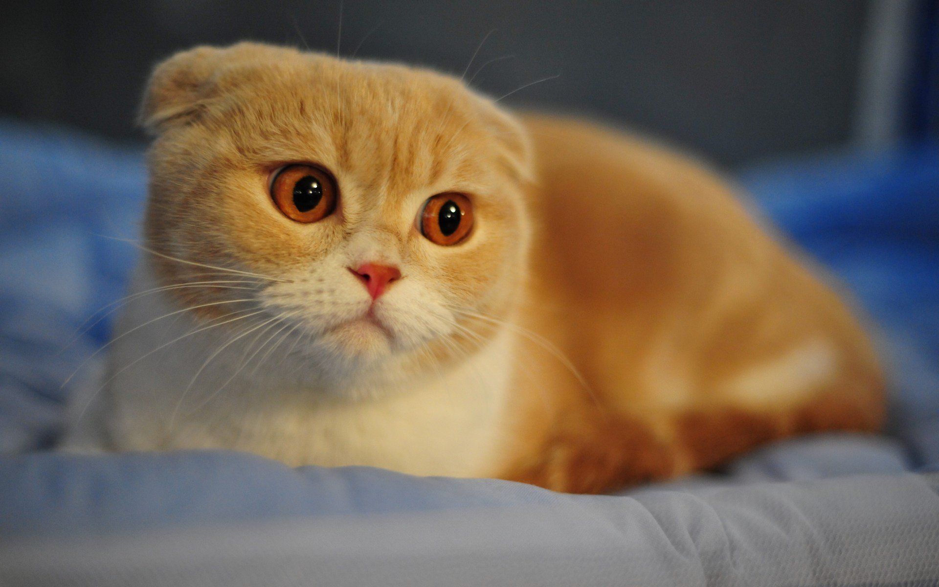 rojo blanco scottish fold gato raza macro hocico cara nariz ojos orejas