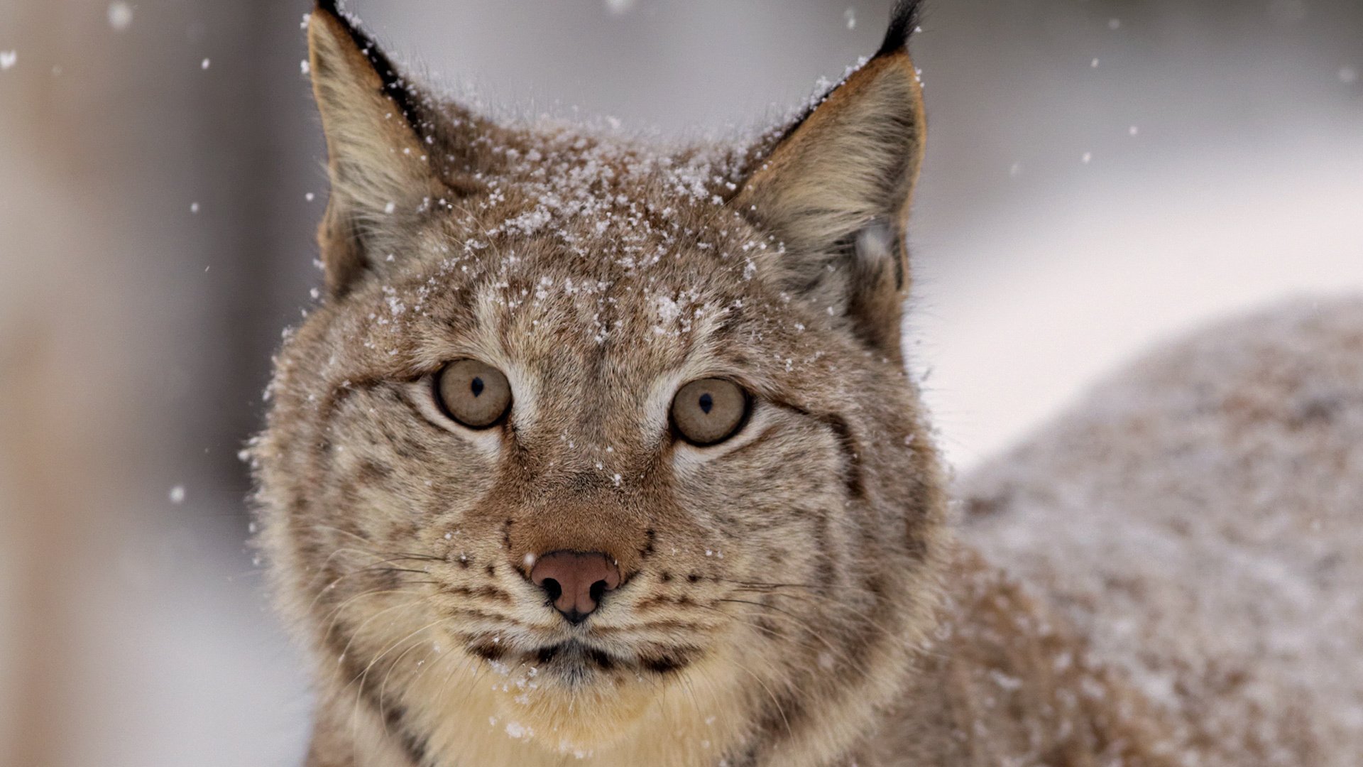 luchs blick schnee