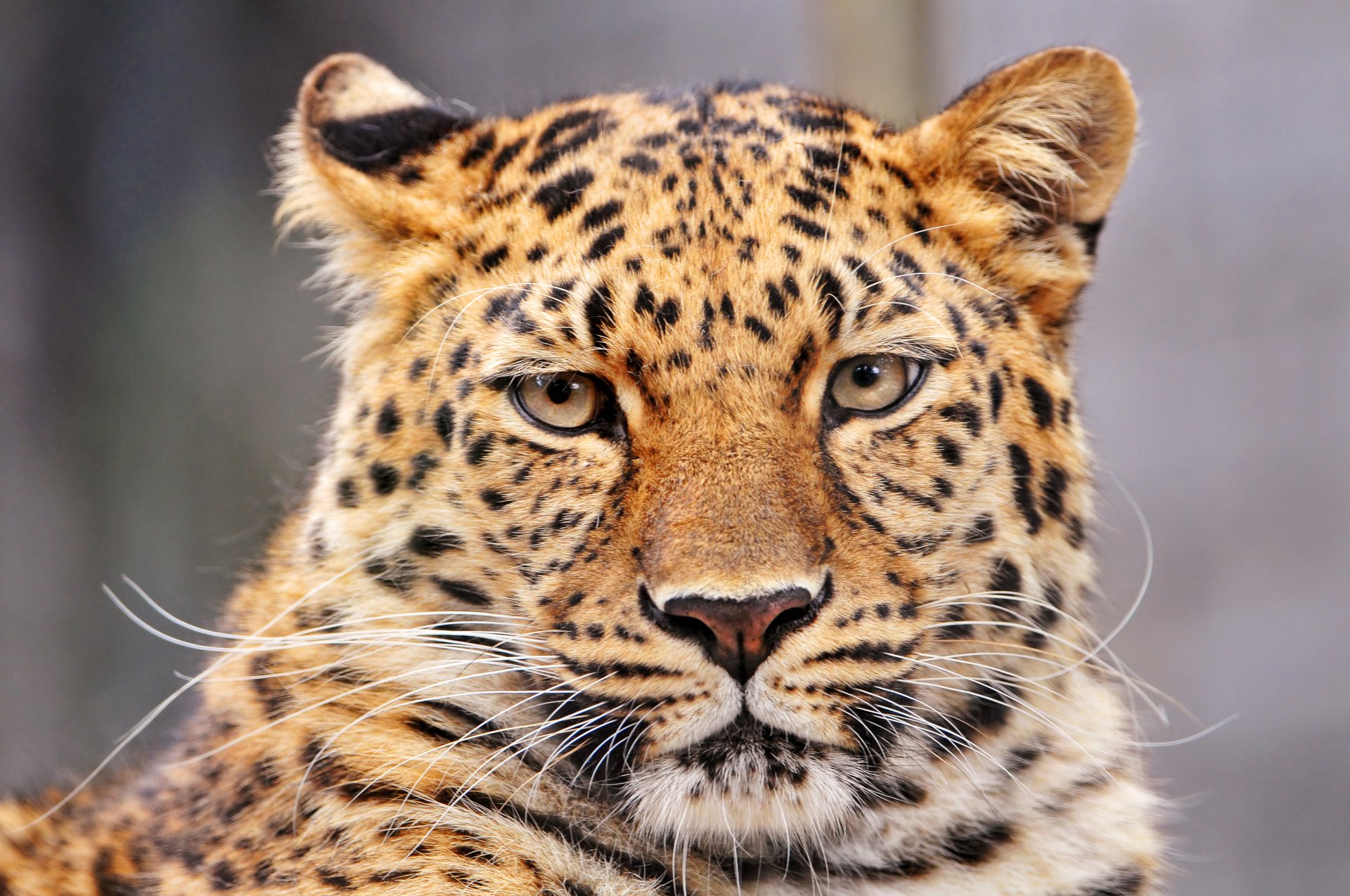 leopardo leopardo pantera pantera pardus gato grande