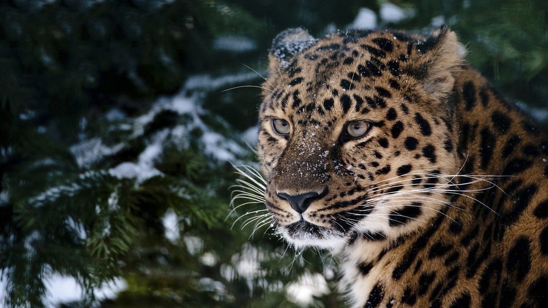 leopard tanne schnee blick