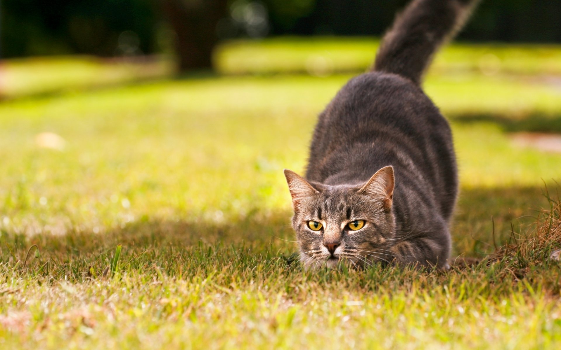 natur gras sonne tag katze maulkorb augen farbe