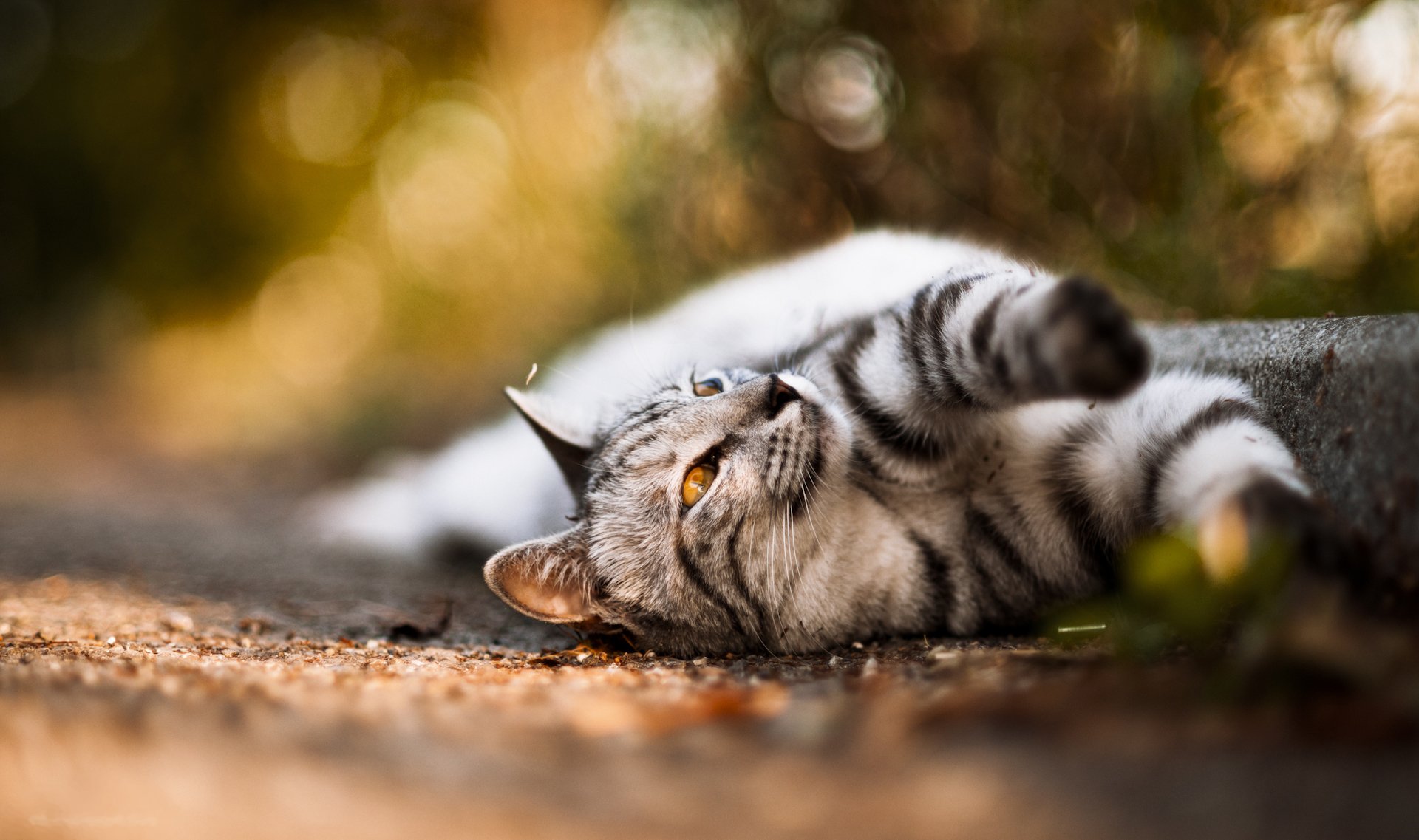 gatto lana colore muso occhi baffi naso zampe foto sfocatura bokeh carta da parati