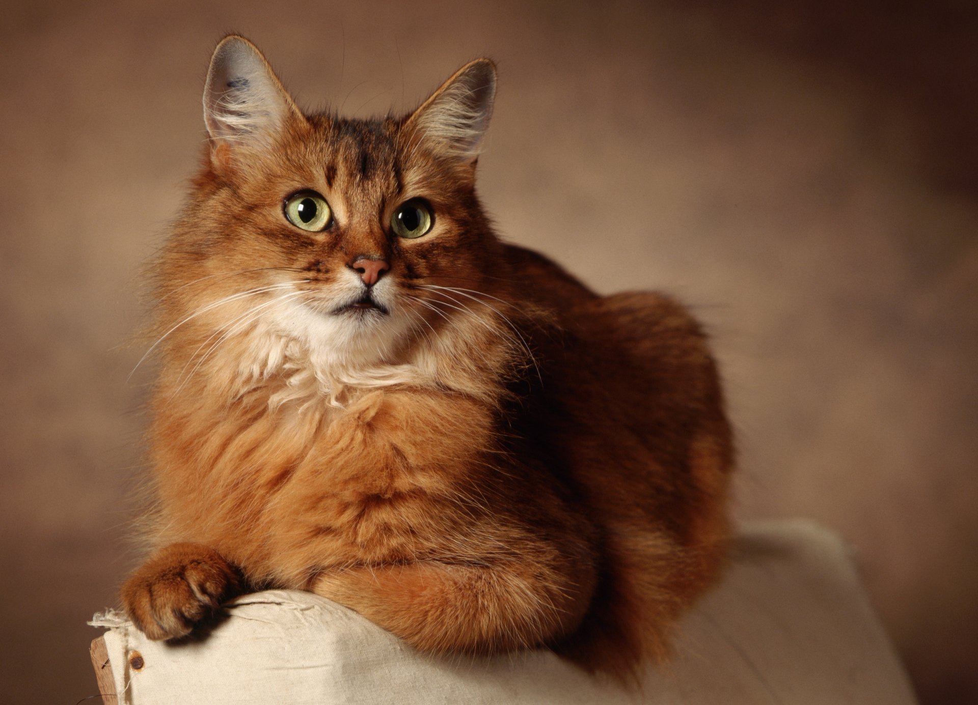 rousse chat se trouve yeux fond