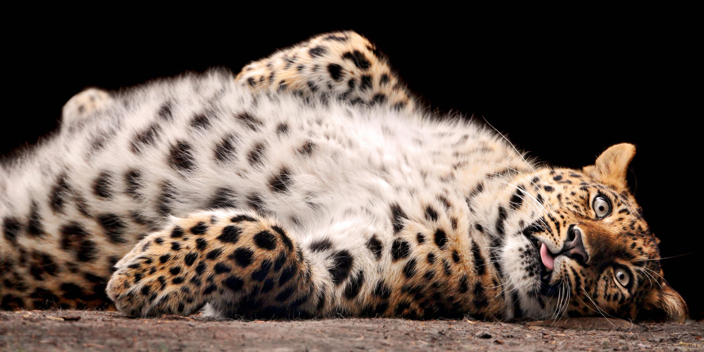 leopard abdomen pussy