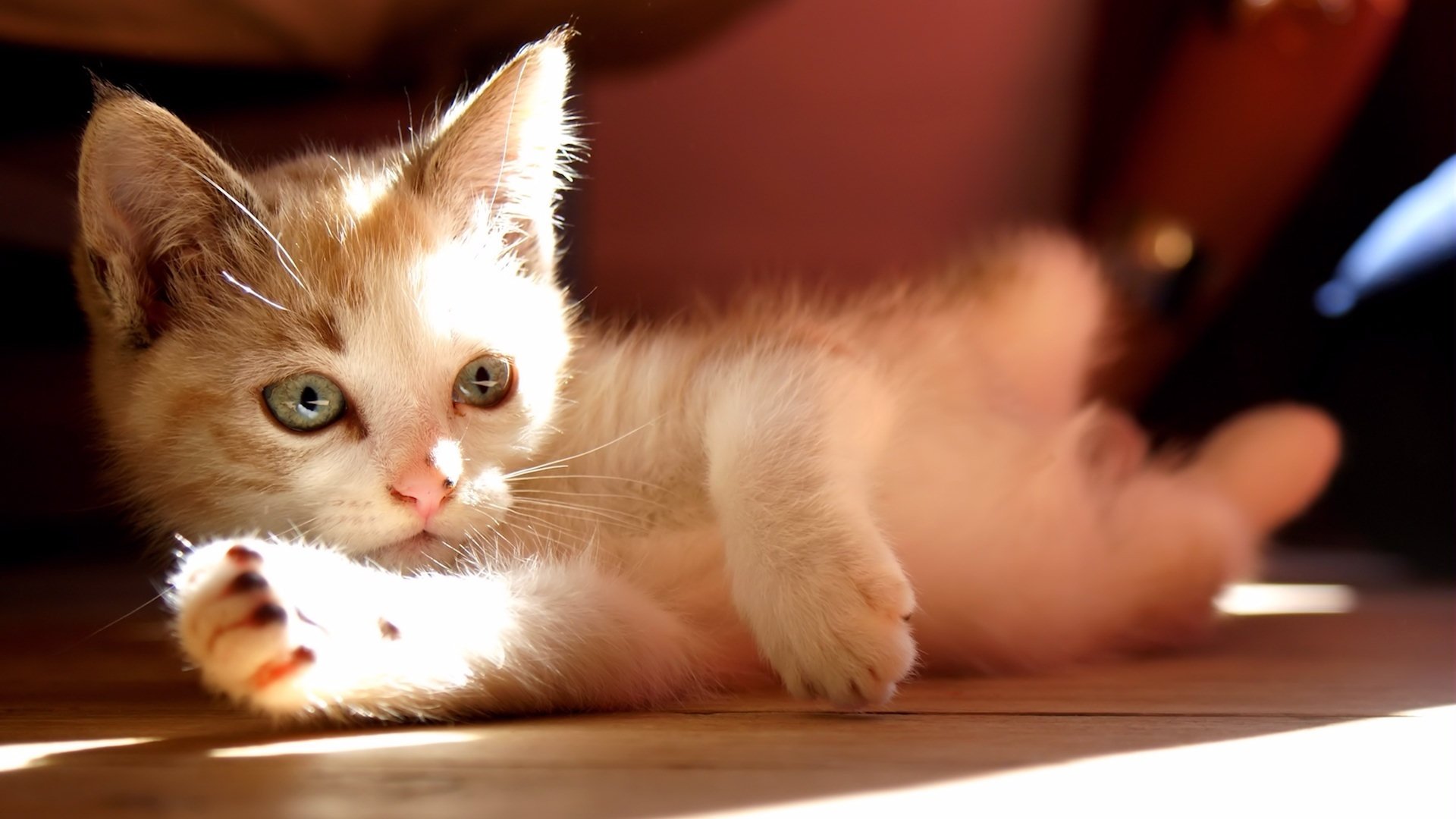 katzen kätzchen sonne schaut liegt