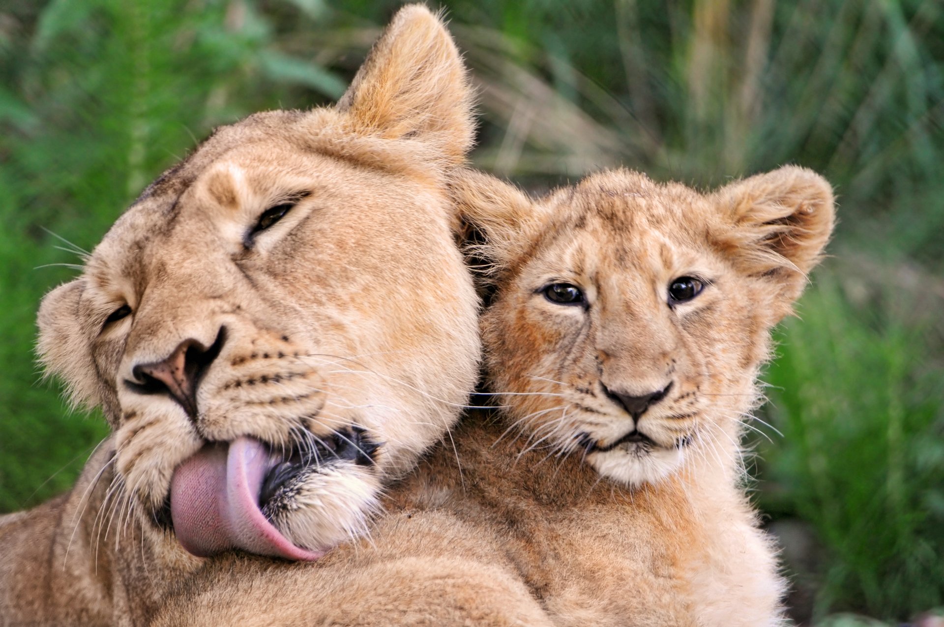 lions mother kitten the weasel tender