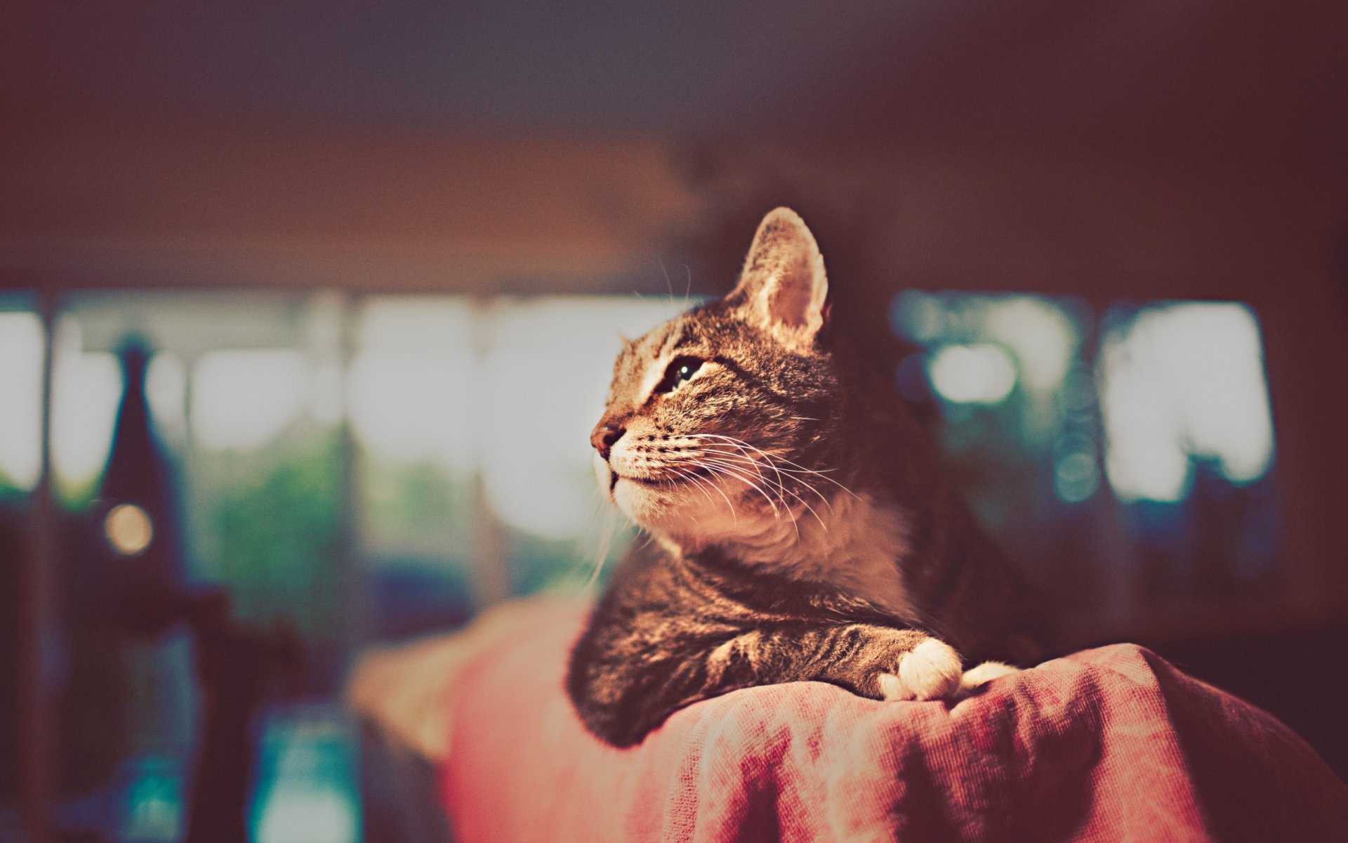 katze schnauze pfoten wolle schnurrbart hintergrund hintergrundbilder bilder