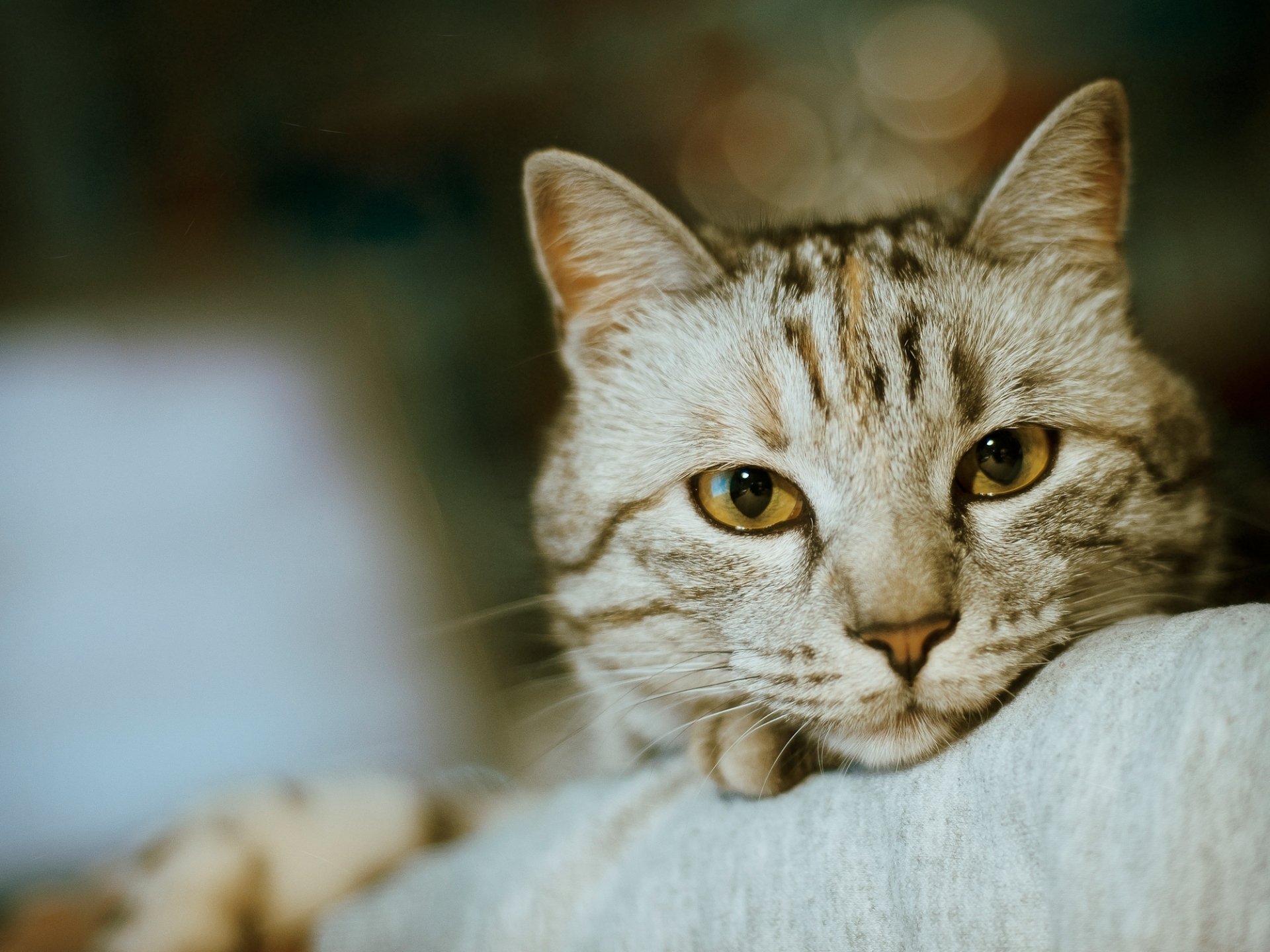 katze maulkorb augen schnurrbart nase foto bokeh