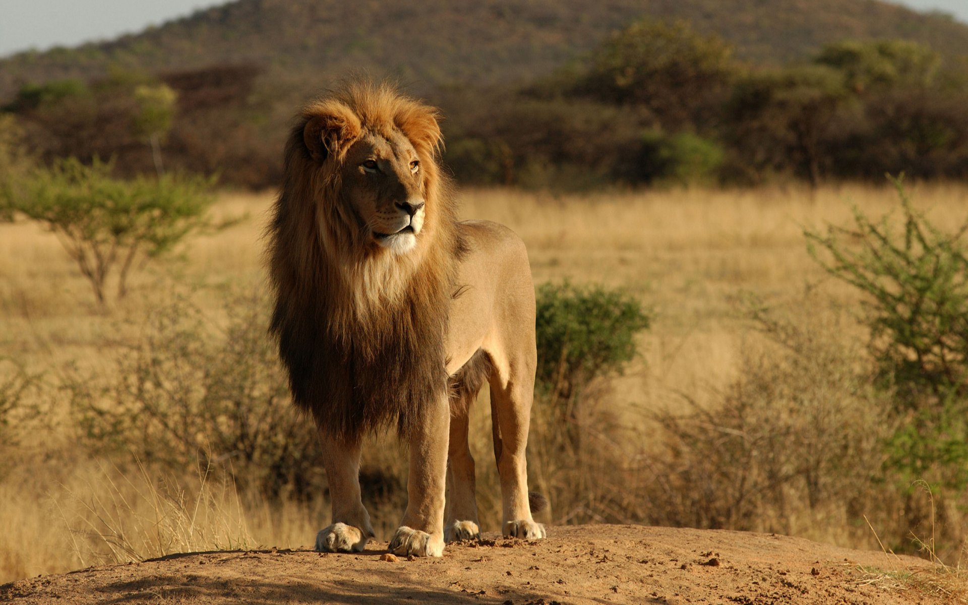 chats sauvages animaux lions lion afrique nature arbre arbres