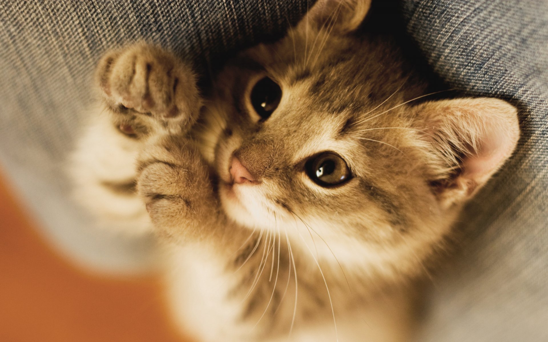 kitten snout foot mustache