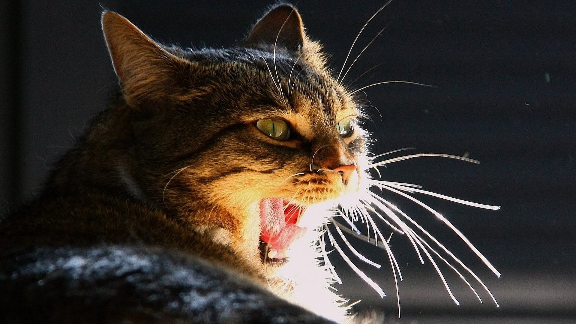 cat yawns eyes mustache english light