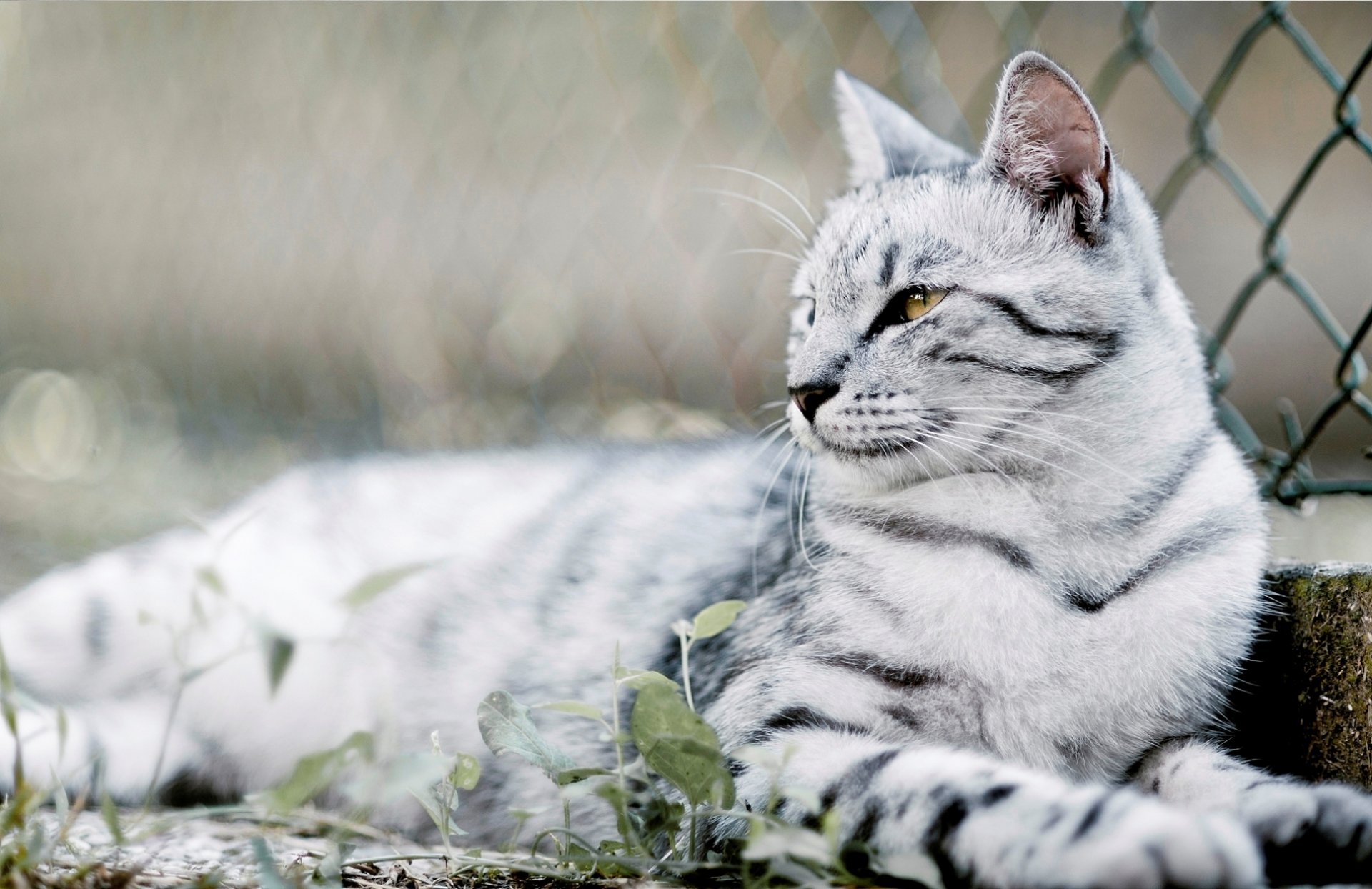 cat wool color mustache eyes photo background blur bokeh wallpaper wallpaper