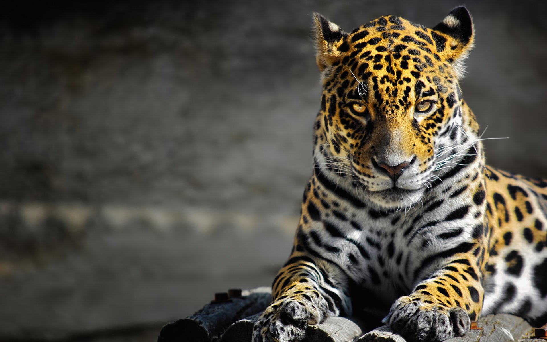 leopardo mirada depredador photoshop